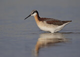 Image. Wilson's Phalarope