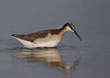 Image. Wilson's Phalarope