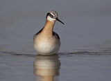 Image. Wilson's Phalarope