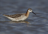 Image. Wilson's Phalarope