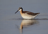 Image. Wilson's Phalarope