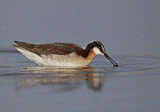Image. Wilson's Phalarope