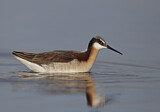 Image. Wilson's Phalarope