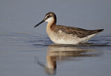 Image. Wilson's Phalarope