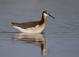 Image. Wilson's Phalarope