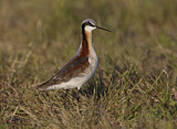 Image. Wilson's Phalarope