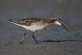 Image. Wilson's Phalarope