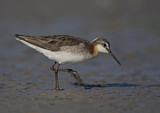 Image. Wilson's Phalarope