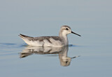 Image. Wilson's Phalarope