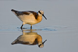 Image. Wilson's Phalarope