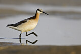 Image. Wilson's Phalarope