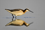 Image. Wilson's Phalarope