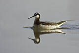 Image. Wilson's Phalarope