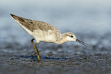 Image. Wilson's Phalarope