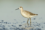 Image. Wilson's Phalarope