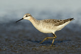 Image. Wilson's Phalarope