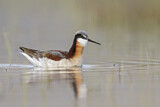 Image. Wilson's Phalarope
