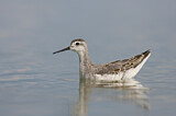 Image. Wilson's Phalarope