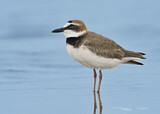 Image. Wilson's Plover