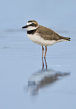 Image. Wilson's Plover