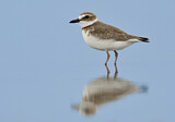 Image. Wilson's Plover