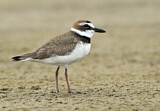 Image. Wilson's Plover