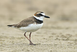 Image. Wilson's Plover