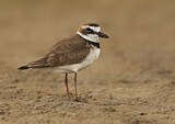 Image. Wilson's Plover