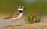 Image. Wilson's Plover