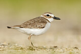 Image. Wilson's Plover
