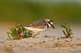 Image. Wilson's Plover