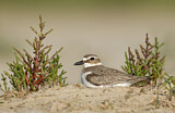 Image. Wilson's Plover