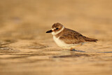 Image. Wilson's Plover