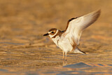 Image. Wilson's Plover