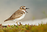 Image. Wilson's Plover