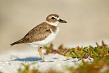 Image. Wilson's Plover