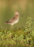 Image. Wilson's Snipe