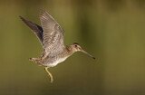 Image. Wilson's Snipe