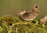 Image. Wilson's Snipe