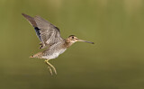 Image. Wilson's Snipe