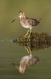 Image. Wilson's Snipe