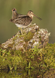 Image. Wilson's Snipe