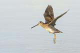 Image. Wilson's Snipe