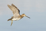 Image. Wilson's Snipe