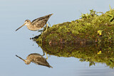 Image. Wilson's Snipe