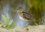 Image. Wilson's Snipe
