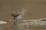 Image. Wilson's Snipe