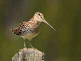 Image. Wilson's Snipe