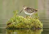 Image. Wilson's Snipe