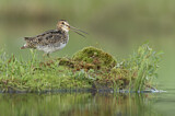 Image. Wilson's Snipe